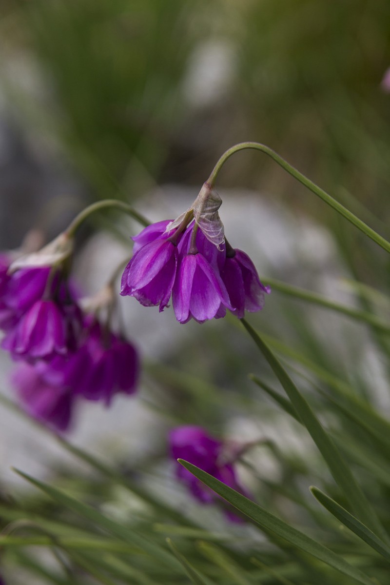 Allium narcissiflorum photo 2