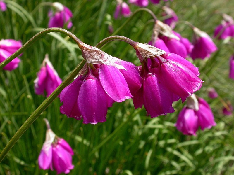Allium narcissiflorum photo 3