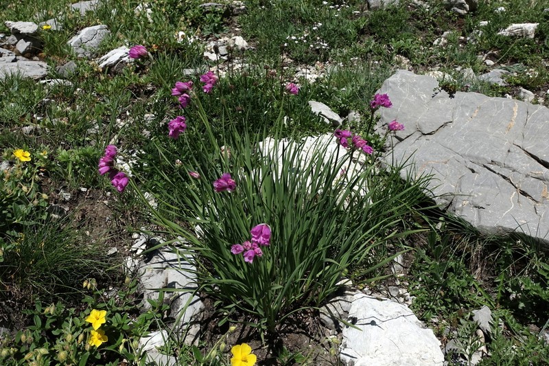 Allium narcissiflorum photo 4
