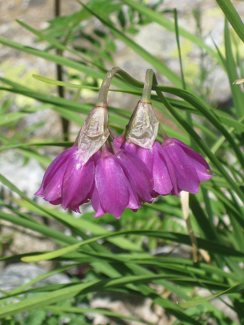 Allium narcissiflorum photo 5