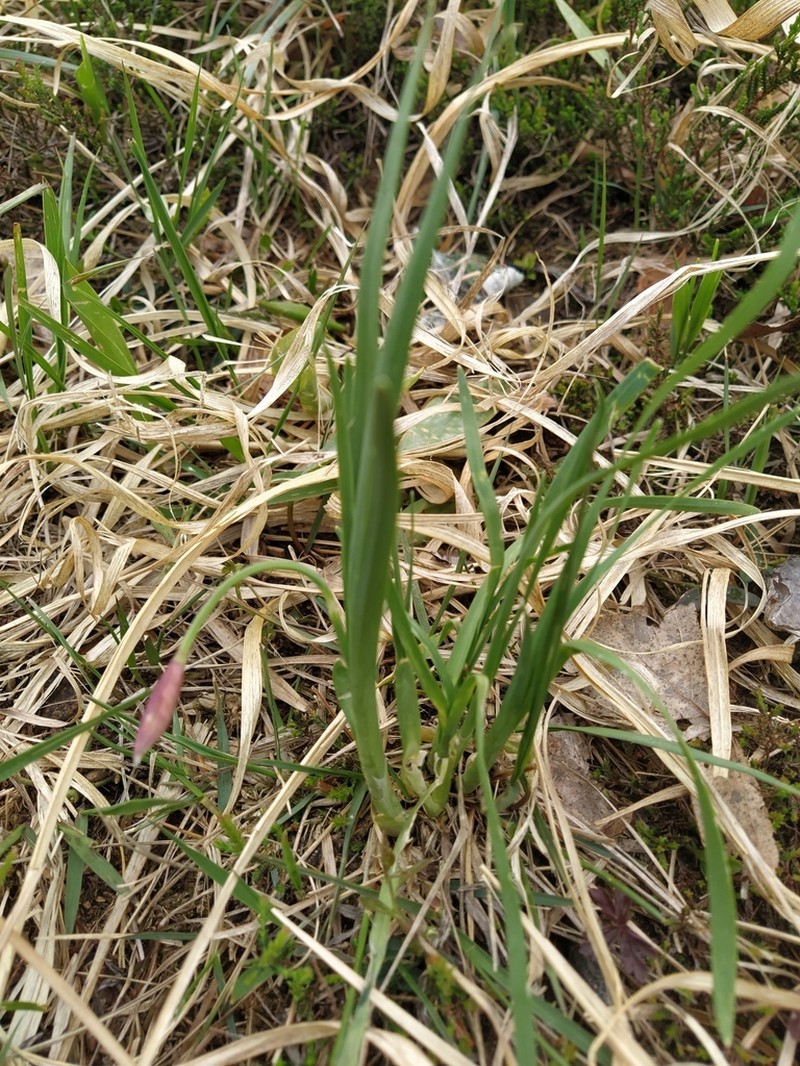 Allium narcissiflorum photo 6