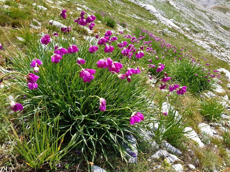 Allium narcissiflorum photo 7