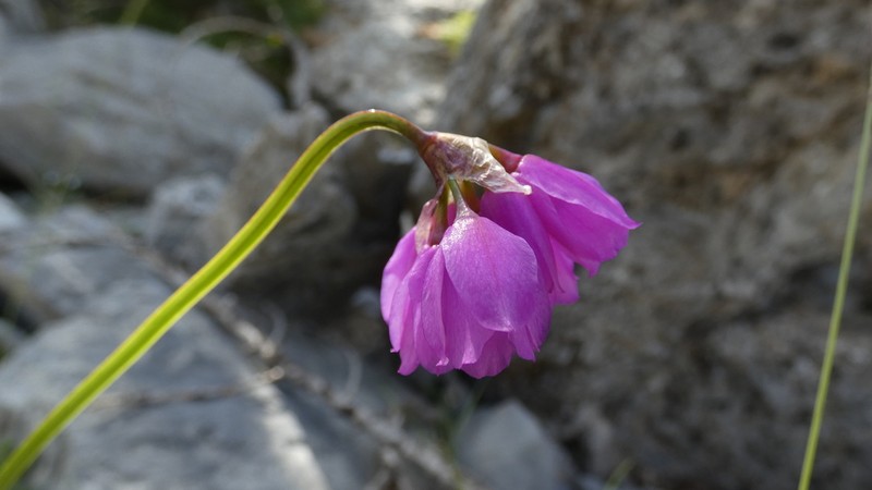 Allium narcissiflorum photo 8