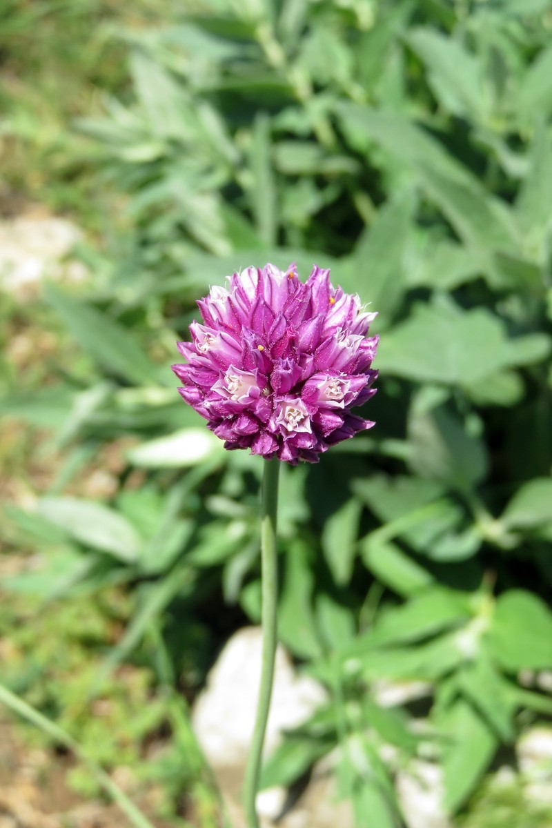 Allium nathaliae
