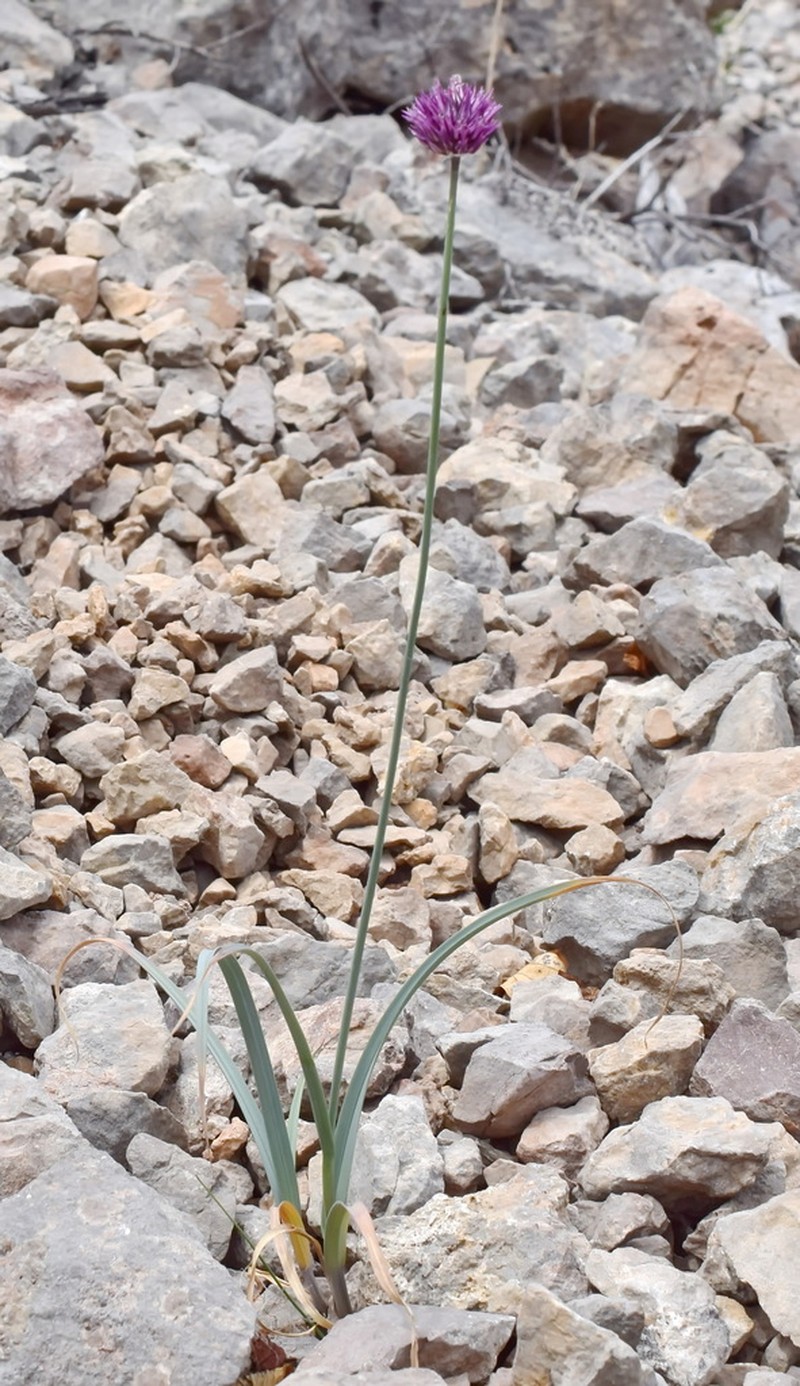 Allium nathaliae photo 2
