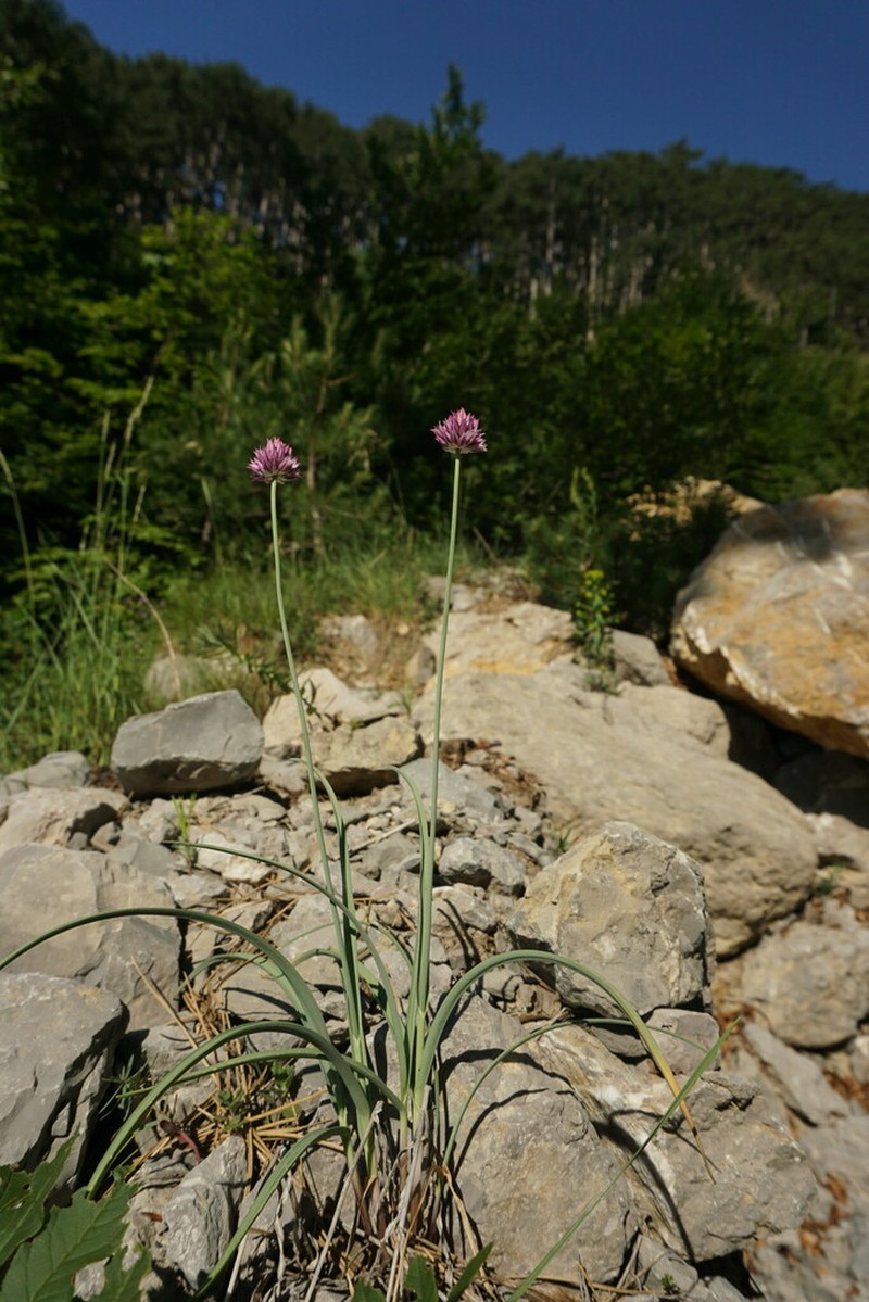 Allium nathaliae photo 3