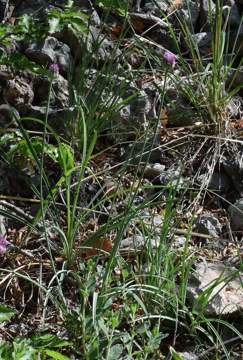Allium nathaliae photo 4