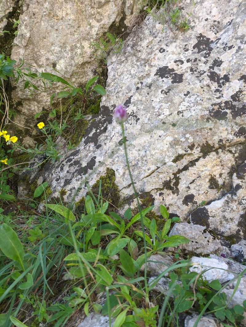Allium nathaliae photo 5
