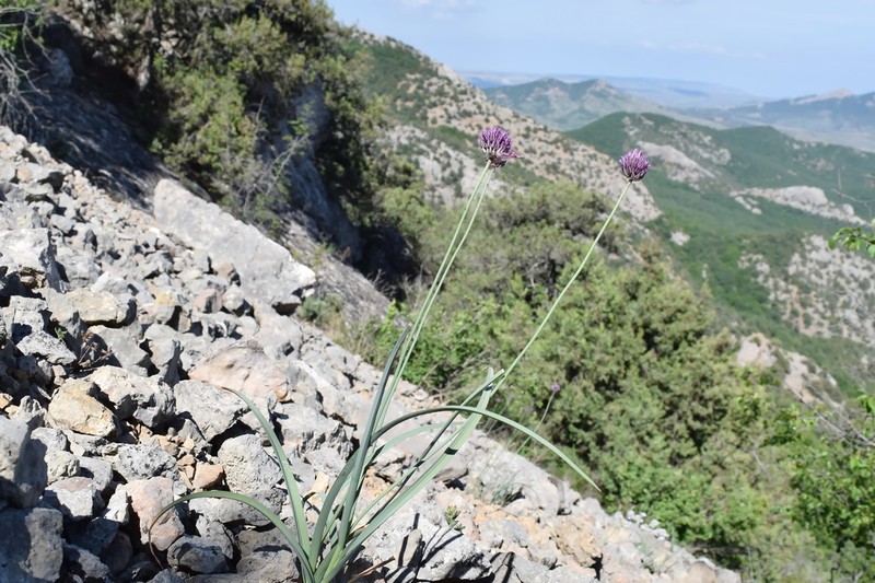 Allium nathaliae photo 6