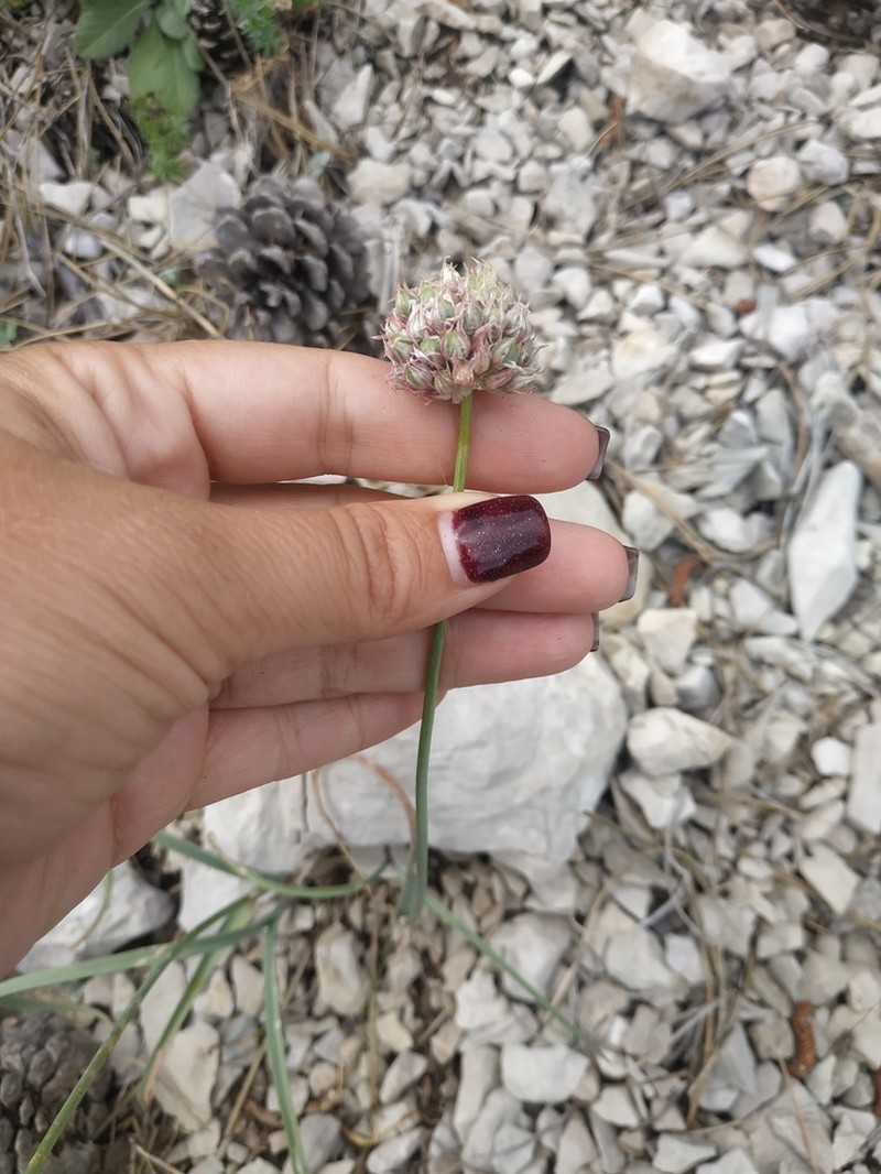 Allium nathaliae photo 7