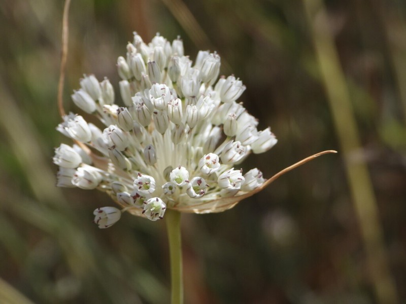 Allium nazarenum