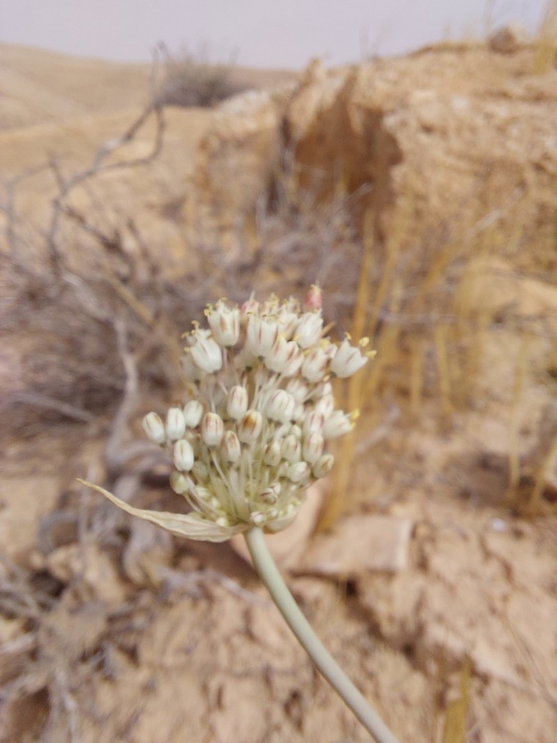 Allium nazarenum photo 2