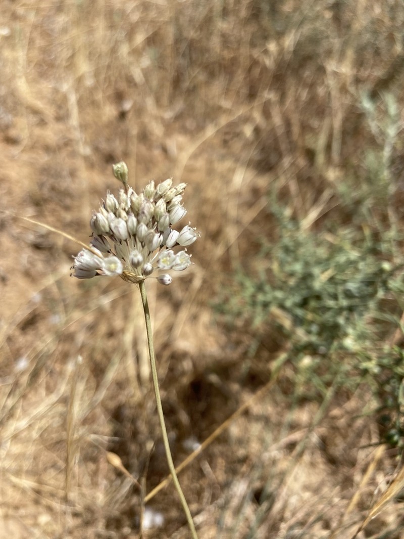 Allium nazarenum photo 3