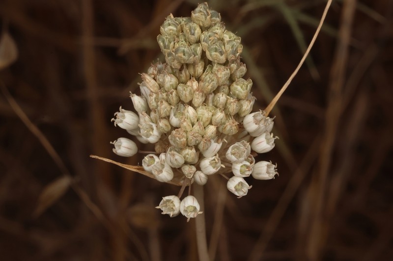 Allium nazarenum photo 4