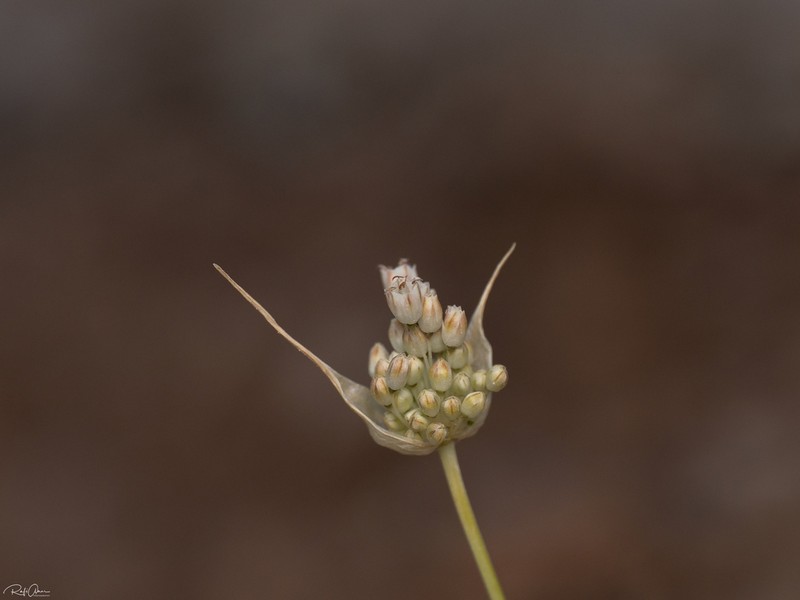 Allium nazarenum photo 5