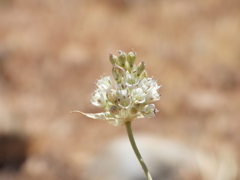 Allium nazarenum photo 6