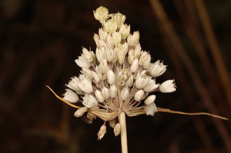 Allium nazarenum photo 7