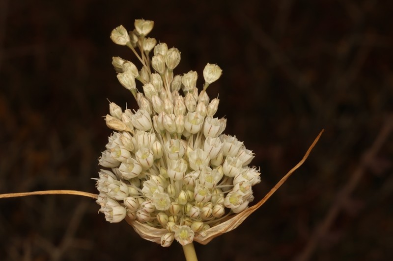 Allium nazarenum photo 8