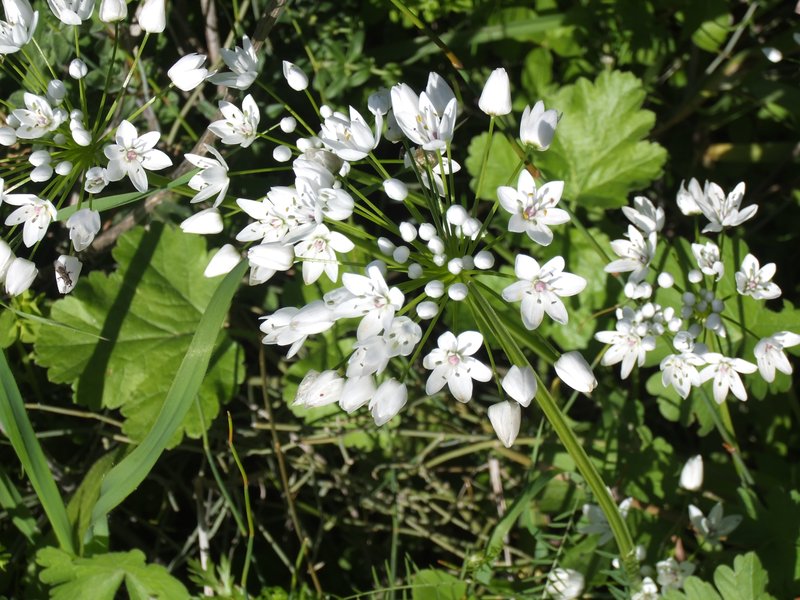 White Garlic photo 2