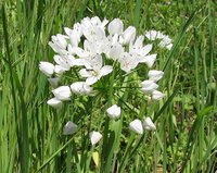 White Garlic