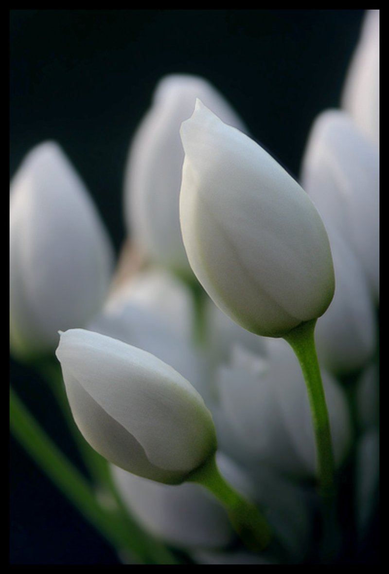White Garlic photo 4