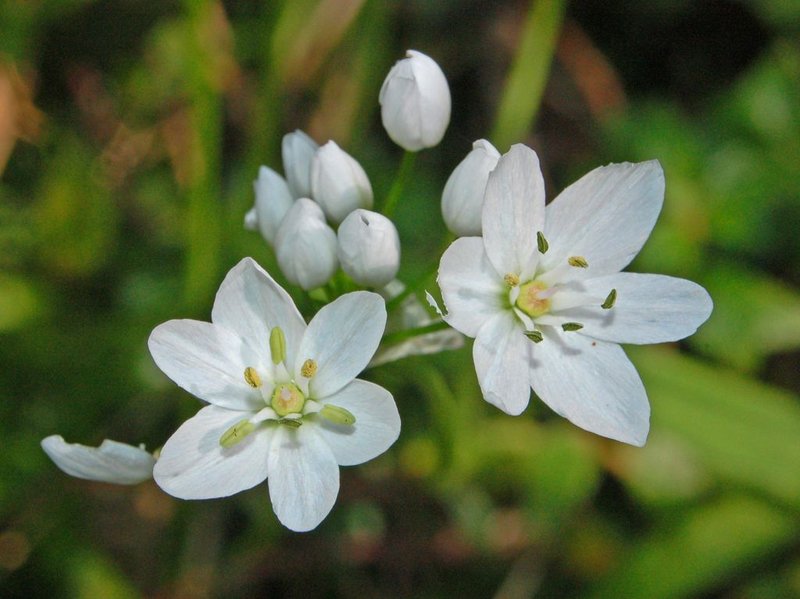 White Garlic photo 5