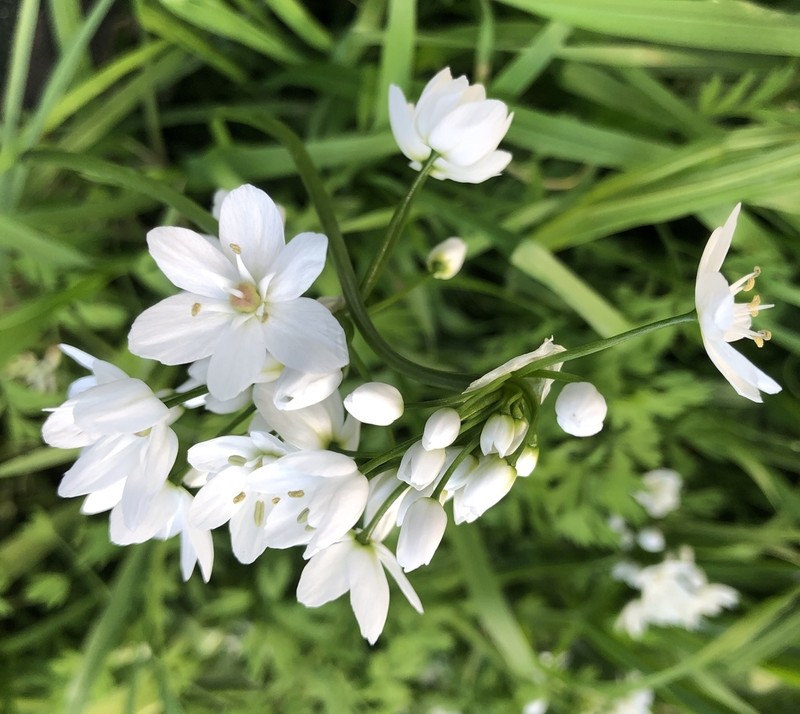 White Garlic photo 6