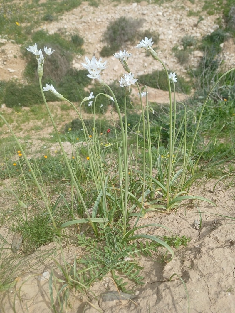 White Garlic photo 7