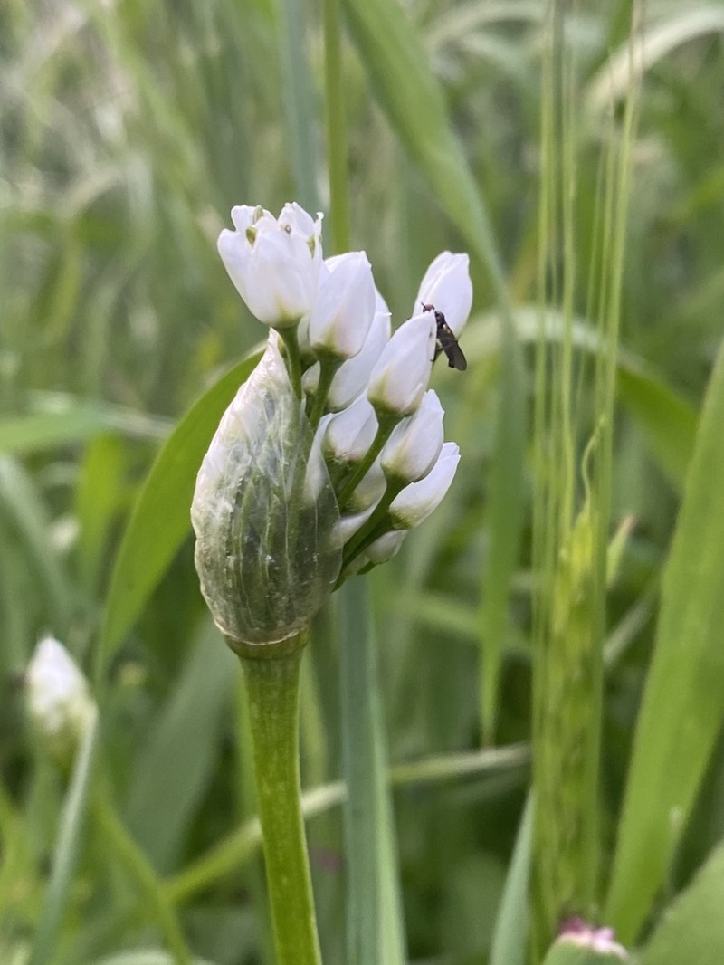 White Garlic photo 8