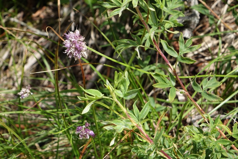 Allium nebularum photo 2