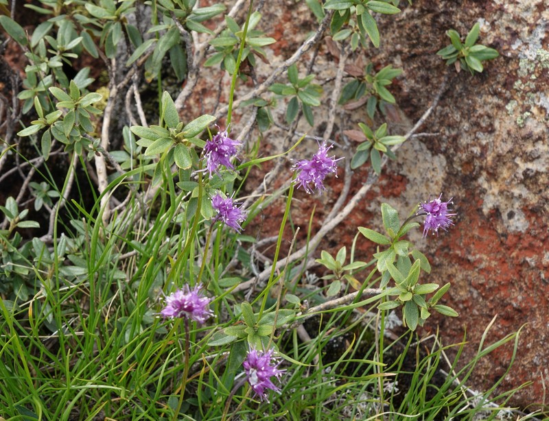 Allium nebularum photo 3