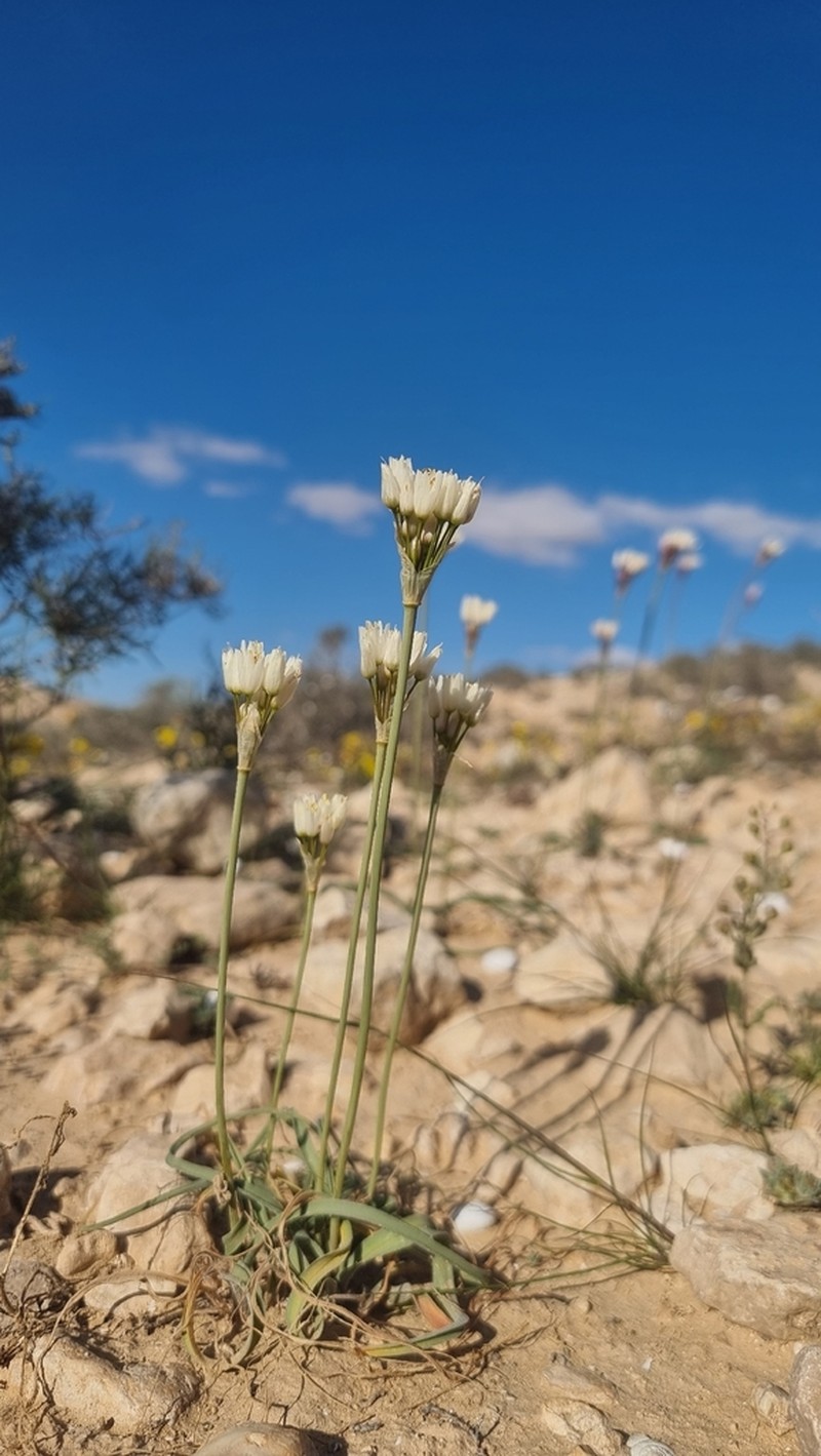 Allium negevense