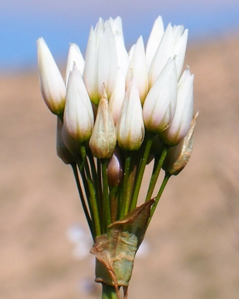 Allium negevense photo 2