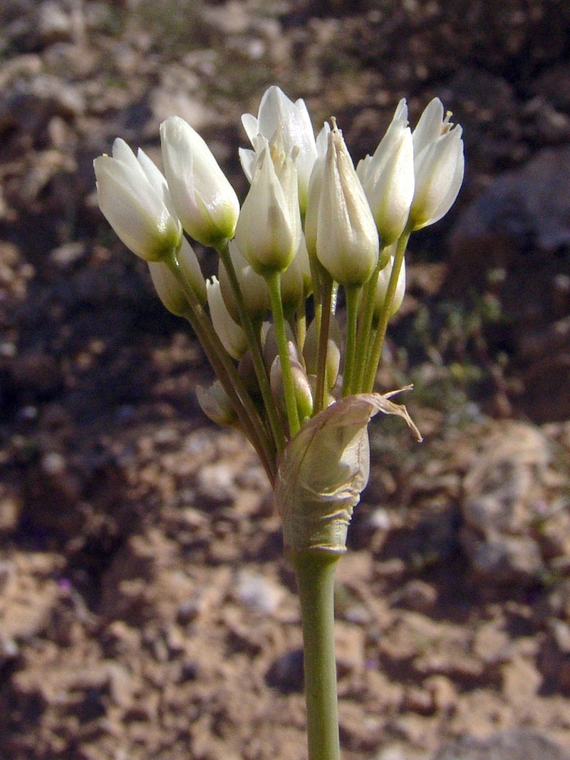 Allium negevense photo 3