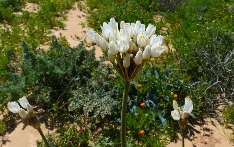 Allium negevense photo 4