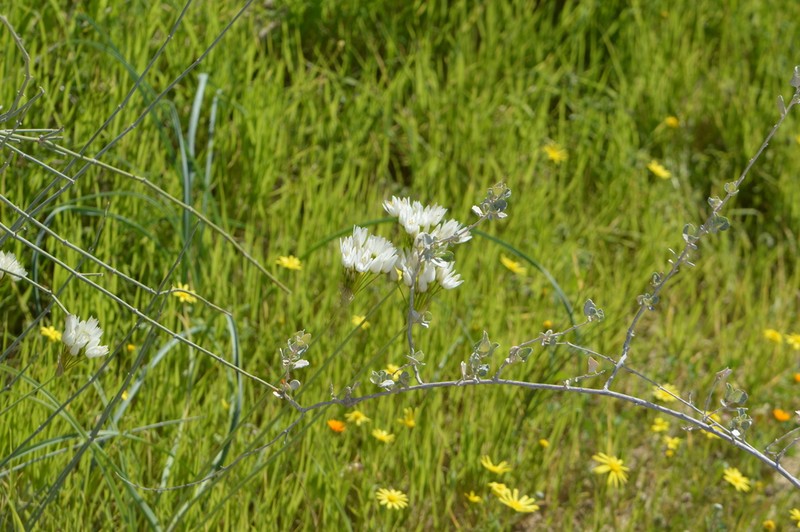 Allium negevense photo 5