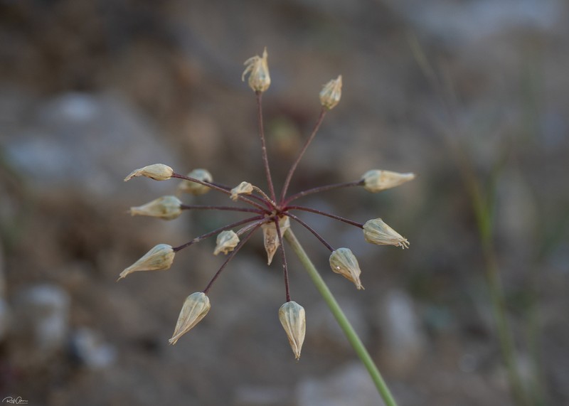 Allium negevense photo 6