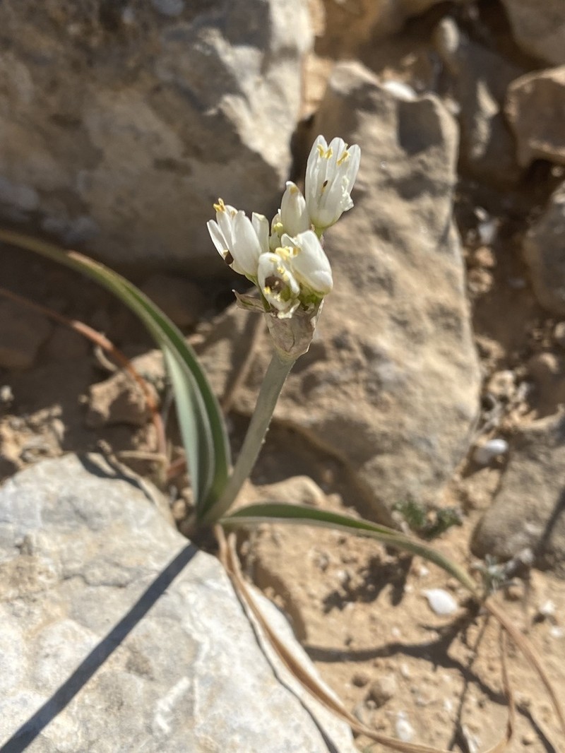 Allium negevense photo 7