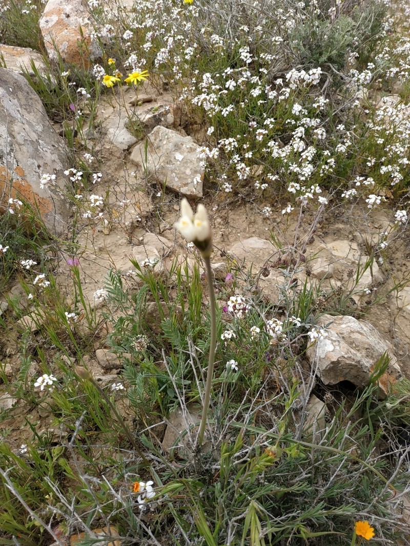 Allium negevense photo 8
