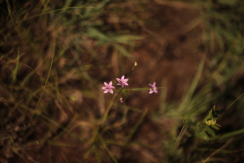 Allium neriniflorum photo 2