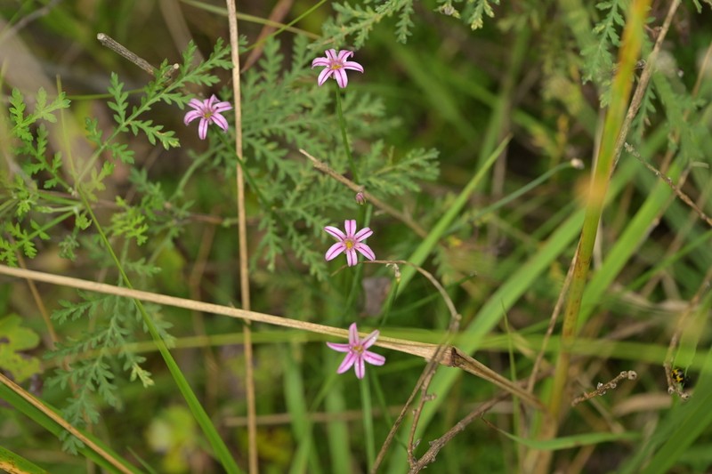 Allium neriniflorum photo 3