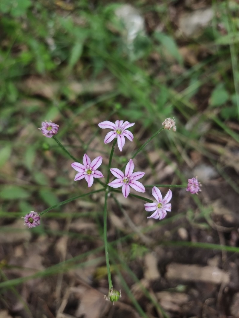 Allium neriniflorum photo 4