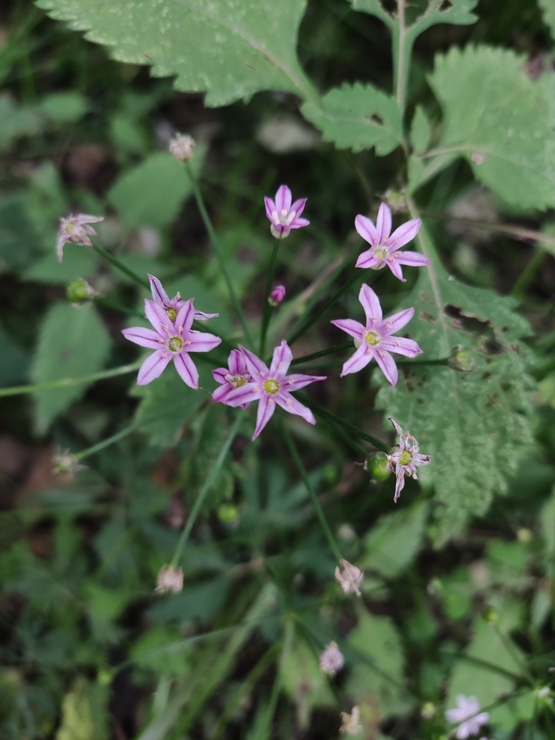 Allium neriniflorum photo 5