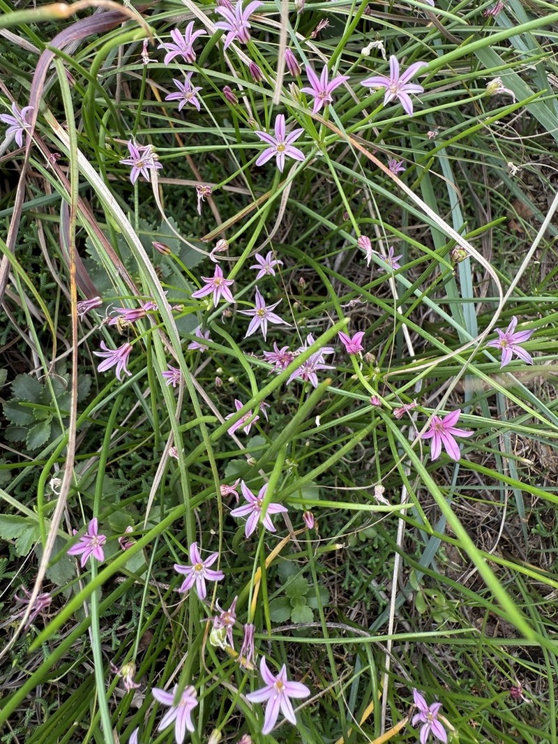 Allium neriniflorum photo 6