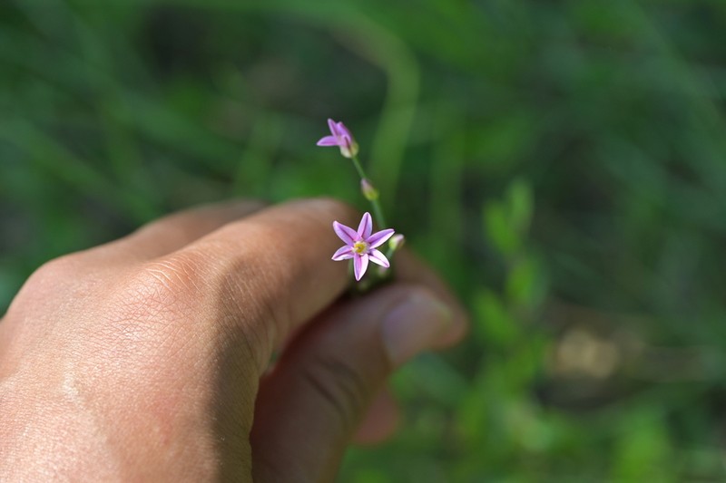 Allium neriniflorum photo 7