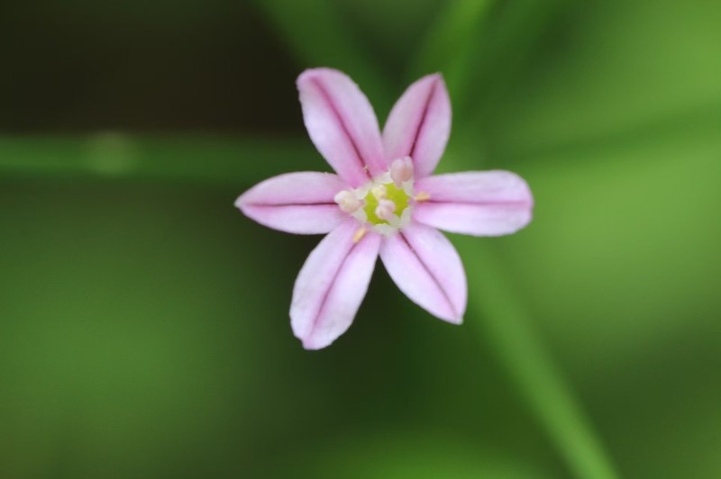 Allium neriniflorum photo 8