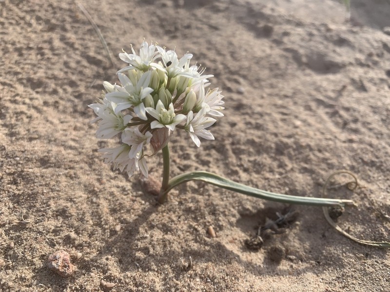 Nevada Onion photo 3