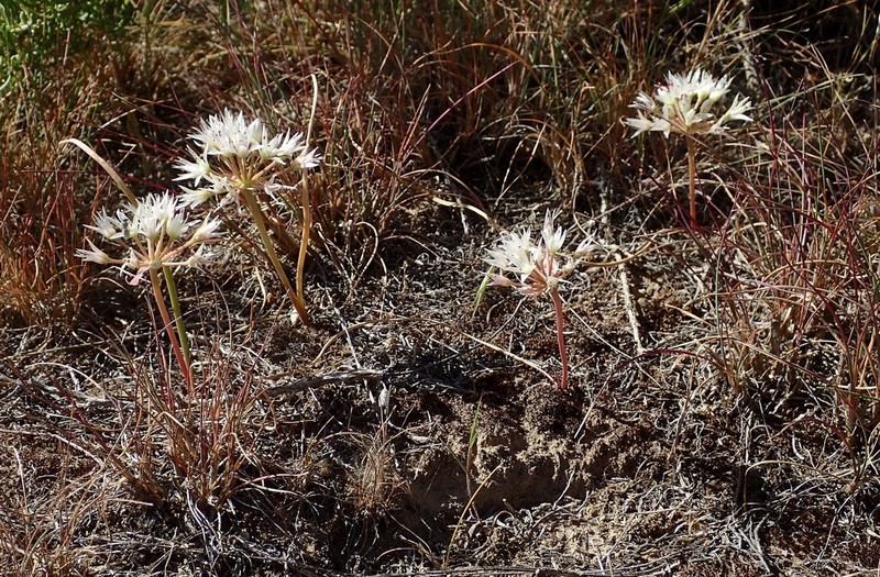 Nevada Onion photo 4