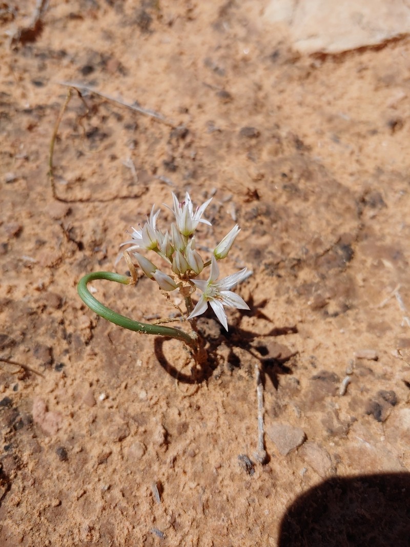 Nevada Onion photo 5