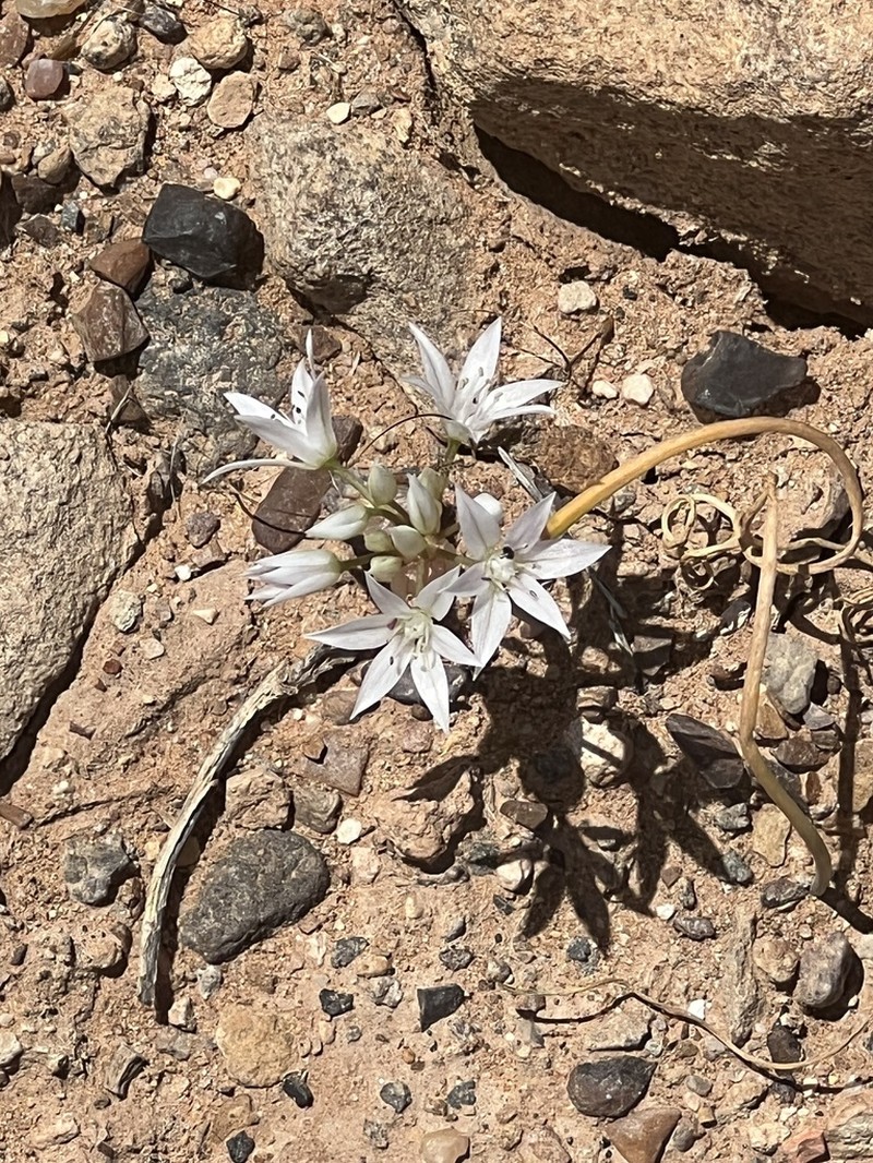 Nevada Onion photo 6